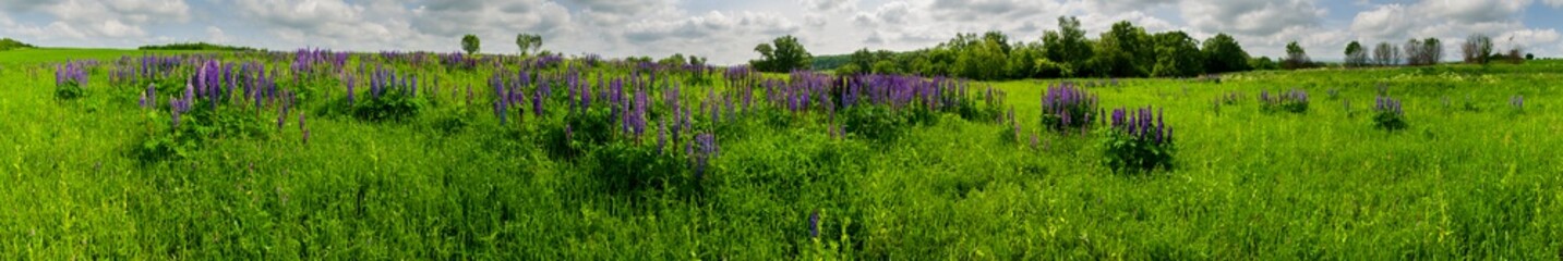Bouquet of lupine summer flower background. Lupine fields with pink, purple and blue flowers. Beautiful wildlife, sunny summer. Panorama of blue flowers
