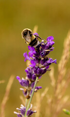 Bee on Lavender