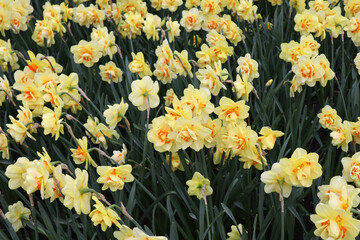 Fototapeta premium Beautiful light yellow with an orange center, terry daffodils with delicate petals in the Keukenhof flower park, Netherlands
