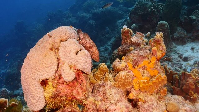 Seascape in turquoise water of coral reef in Caribbean Sea / Curacao with Red Hind, coral and sponge