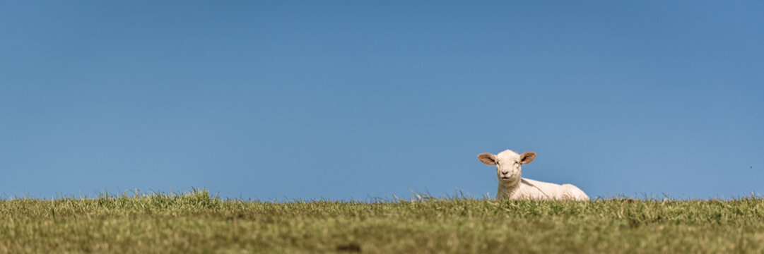 entspannt oder ausgeruht - Norddeutsches Schaf 
