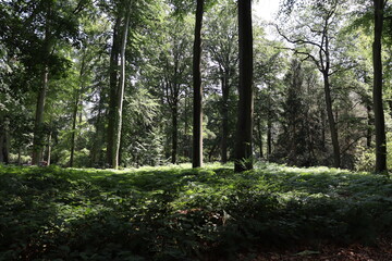 Wald