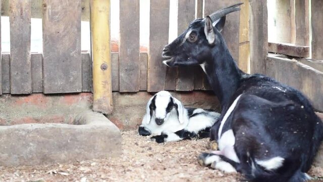 corral pesebrera cabra y cabrita reci&eacute;n nacida, madre 
