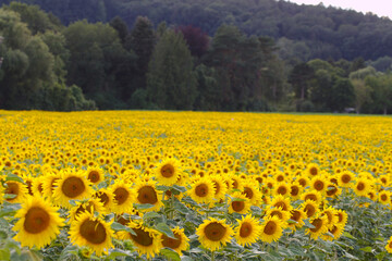 A huge field of sunflowers on the background of the forest