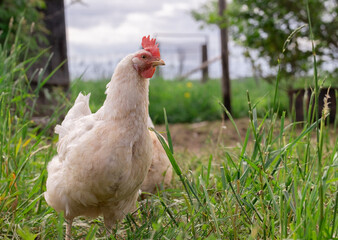 White chicken grazes on the grass, close-up