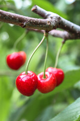 The first cherries