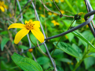 yellow flowers among foliage