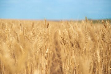 ripe wheat ready for harvesting, fields with grain
