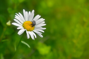 Obraz premium The small bug sitting at chamomile flower