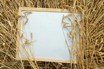 wheat ear background with place for text