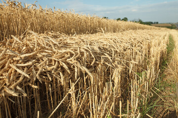 wheat ear background