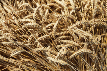 biofuels, wheat ear background. Top view