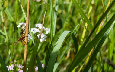 Close up of a wild Roesel's bush-cricket (Roeseliana roeselii) resting on a grass stalk in it's natural environment of tall vegetation. Landscape image with space for text. England.