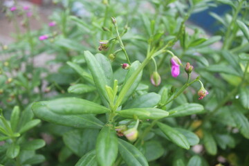 Obraz premium flores