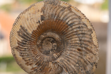 Close up of an ammonite fossil © tom