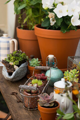 Sempervivum plants on a garden table