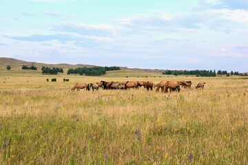 Fototapeta na wymiar Beautiful summer landscape. Panoramic view on the mountains of forests and fields. The herd of horses. Beautiful sky.