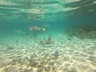 Fototapeta na wymiar Requins pointes noires dans le lagon de Taha'a, Polynésie française