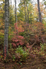 Autumn foliage in Great Smoky Mountains National Park, Tennessee
