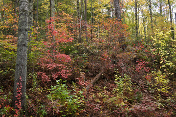 Autumn foliage in Great Smoky Mountains National Park, Tennessee