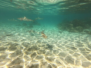 Requins pointes noires, lagon de Taha'a, Polynésie française