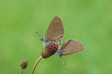 Dunkler Ameistenbläuling bei der Paarung