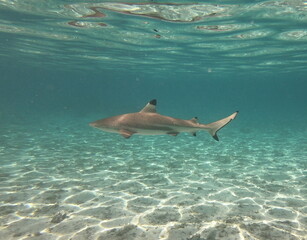 Obraz premium Requin pointe noire, lagon de Taha'a, Polynésie française