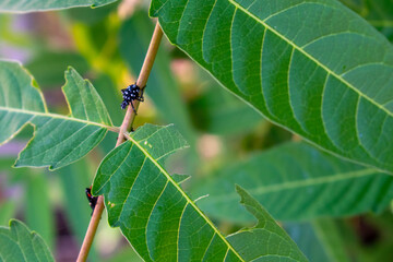 A Single Black Spotted Lanternfly Nymph Resting on a Plant