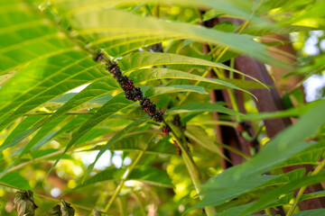 A Group of Spotted Lanternfly Nymphs Resting on a Green Plant