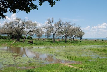 Słonie (loxodonta africana) biorące kąpiel błotąa na roezlwisku w Parku Narodowycm Mana Pools w Zimbabwe w Afryce - obrazy, fototapety, plakaty
