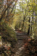 Autumn foliage and a portion of the Appalachian Trail at Newfound Gap, Great Smoky Mountains National Park, border of Tennessee and North Carolina