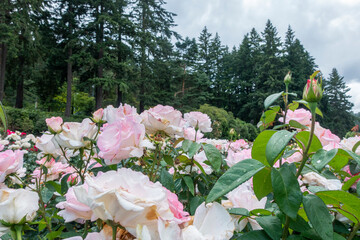Portland international rose garden