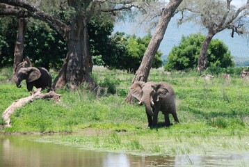 Słoń ( loxodonta africana) podczas kąpieli błotnej w rozlewisku w Parku Narodowym Mana Pools w Zimbabwe w Afryce - obrazy, fototapety, plakaty