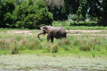 Słoń (loxodonta africana) podczas kąpieli błotnej na rozlewisku w parku narodowym Mana Pools w Zimbabwe w Afryce