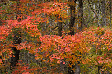 Autumn foliage in Great Smoky Mountains National Park, Tennessee
