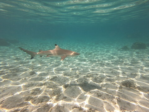 Requin, lagon de Taha'a, Polyn&eacute;sie fran&ccedil;aise