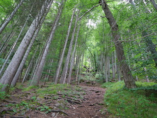 Bäume in einem Bergwald an Felsen und an einem steilen Hang