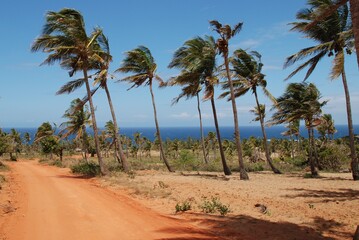 Puste wybrzeże z palmami taranymi wiatrem nad oceanem Indyjskim w Mozambiku - obrazy, fototapety, plakaty