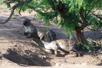 Hieny  (Hyaenidae) odpoczywające po posiłku w cieniu drzewa w Parku Narodowym Krugera w Afryce - obrazy, fototapety, plakaty