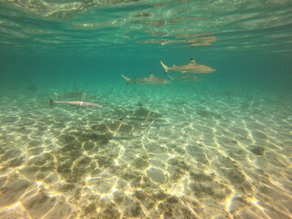 Fototapeta premium Requins et rémora, lagon de Taha'a, Polynésie française