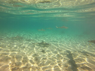 Fototapeta premium Prédateurs du lagon de Taha'a, Polynésie française