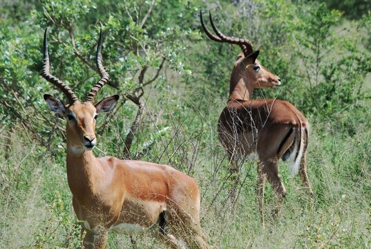 Fototapeta Antylopy (antilopinae) biegające w buszu wśród zieleni w Parku Narodowym w Mana Pools w Zimbabwe w Afryce