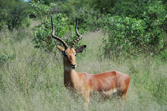 Fototapeta Samotna antylopa (antilopinae) w Parku Narodowym Mana Pools w Zimbabwe w Afryce