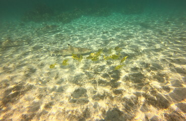 Fototapeta na wymiar Poissons et requins dans le lagon de Taha'a, Polynésie française