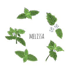 Big colorful melissa hand drawn set. Green seasoning. Medicinal herbs and spices. Harvest green raw lemon balm branches, leaves and flowers. Herbal vector illustration isolated on white background.