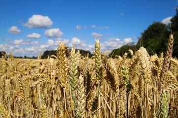 Low angle view on ripe wheat field against blue sky with cumulus clouds in summer - Germany (focus...