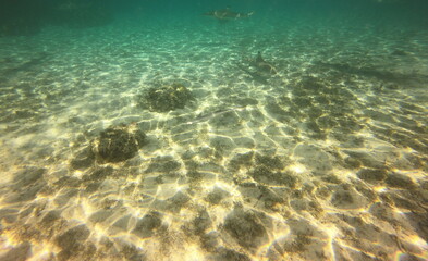 Fototapeta na wymiar Requins dans le lagon de Taha'a, Polynésie française