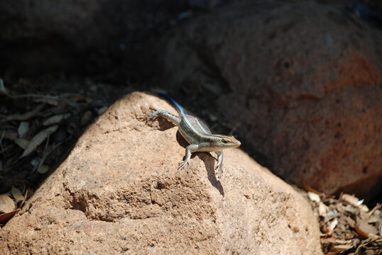 Jaszczurka na skale zwinnie uciekająca z chłodnego cienia w stronę słońca w parku narodowym Krugera w RPA w Afryce