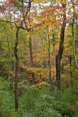 Autumn foliage in Great Smoky Mountains National Park, Tennessee