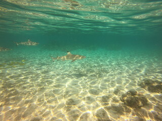 Fototapeta premium Requins pointes noires, lagon de Taha'a, Polynésie française